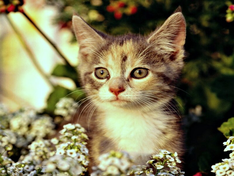 Kitten Among Flowers — Brown