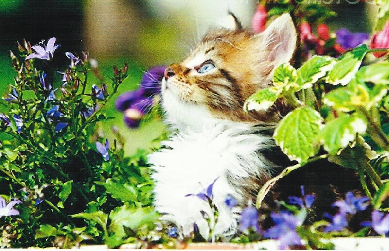 Kitten Among Flowers — Green