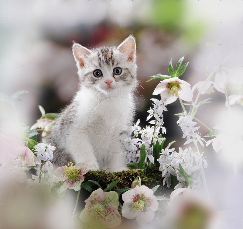 Kitten Among Flowers — White, Serene