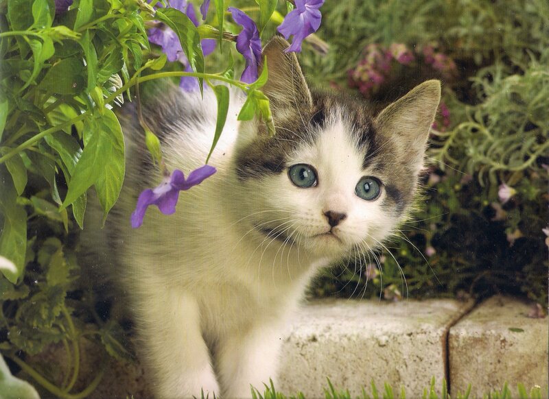 Kitten Among Flowers — White