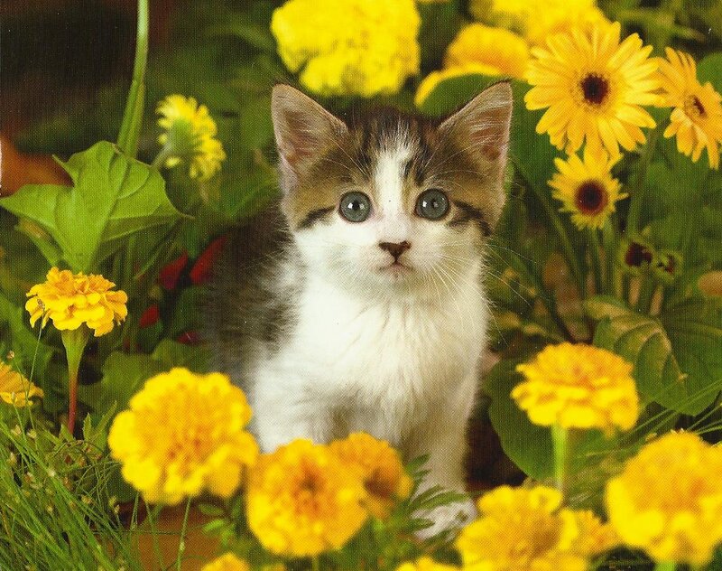 Kitten Among Flowers — Yellow, Calm, Photograph