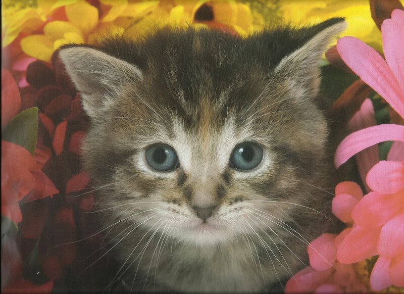 Kitten Among Flowers — Yellow, Calm