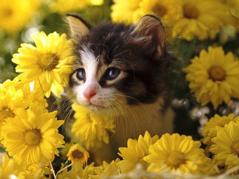 Kitten Among Flowers — Yellow