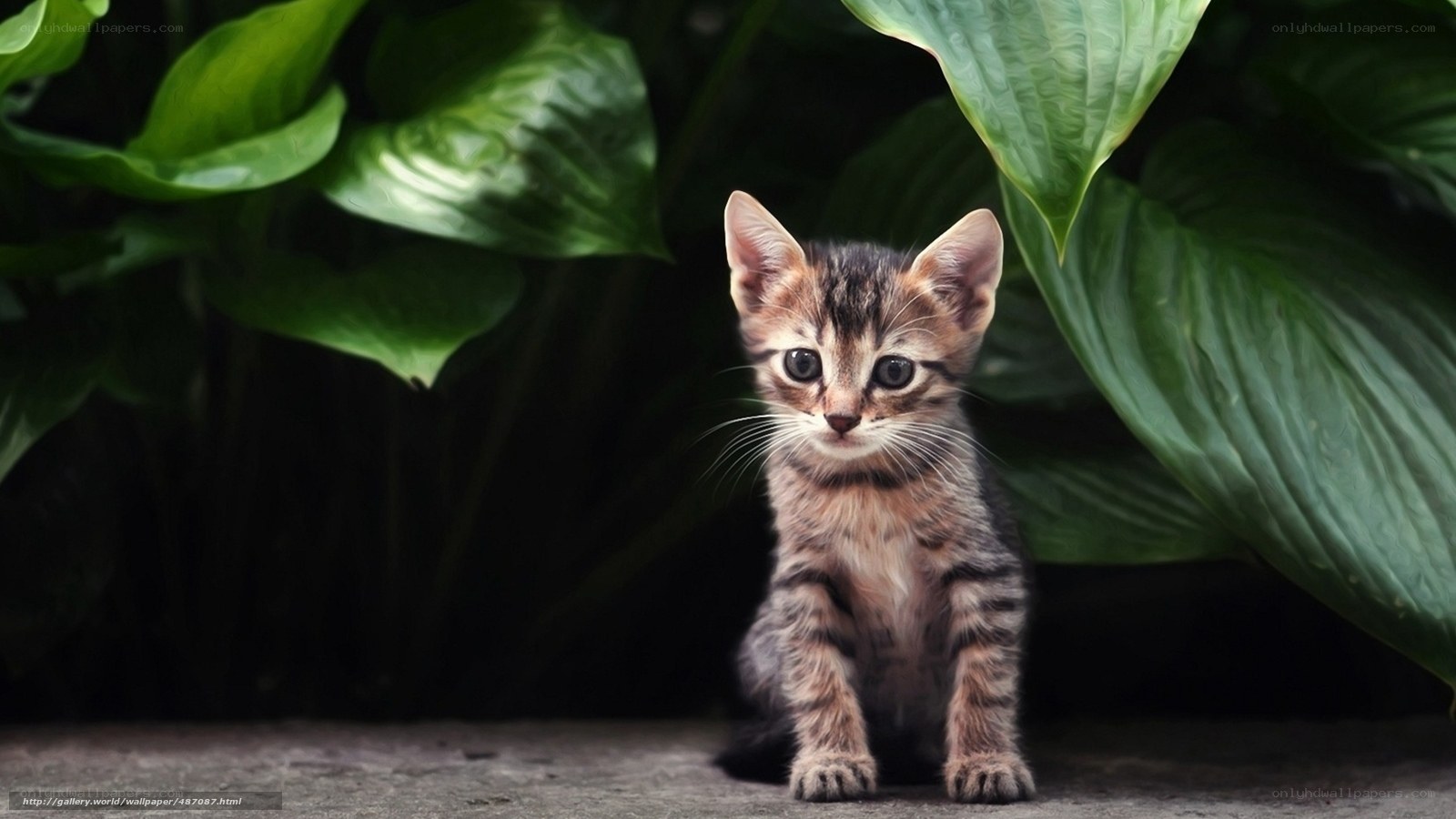kitten among green leaves