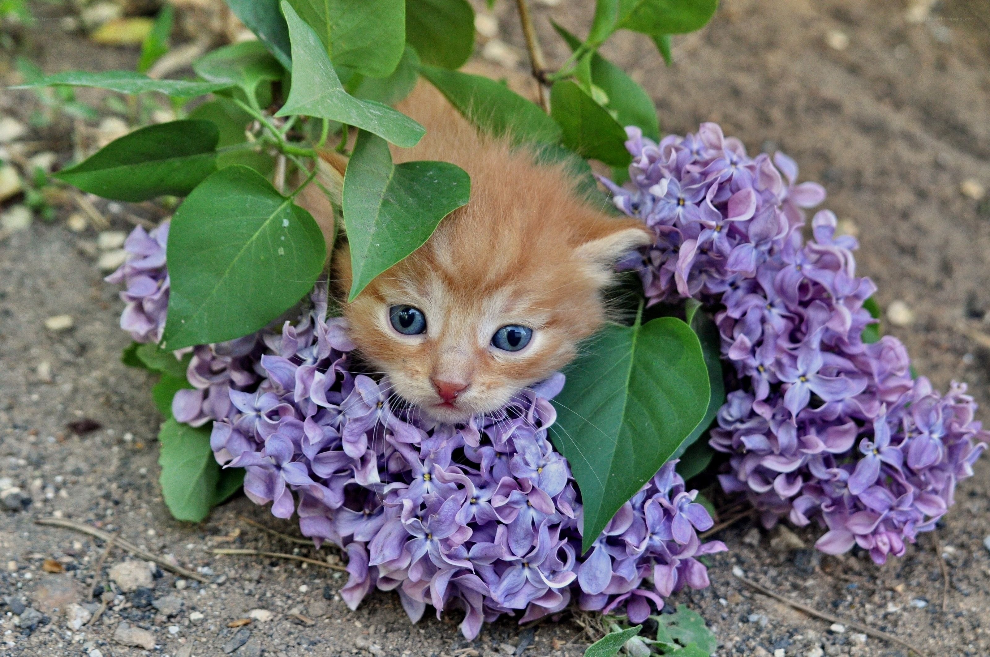 kitten among lilac flowers