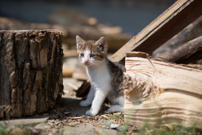 Kitten Among Logs