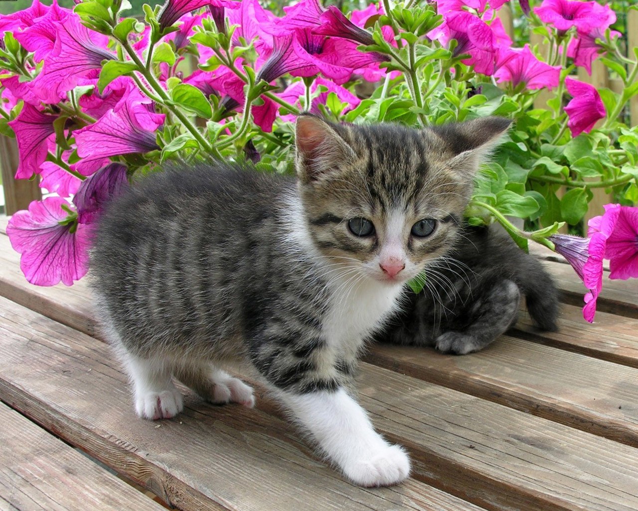 kitten among pink flowers