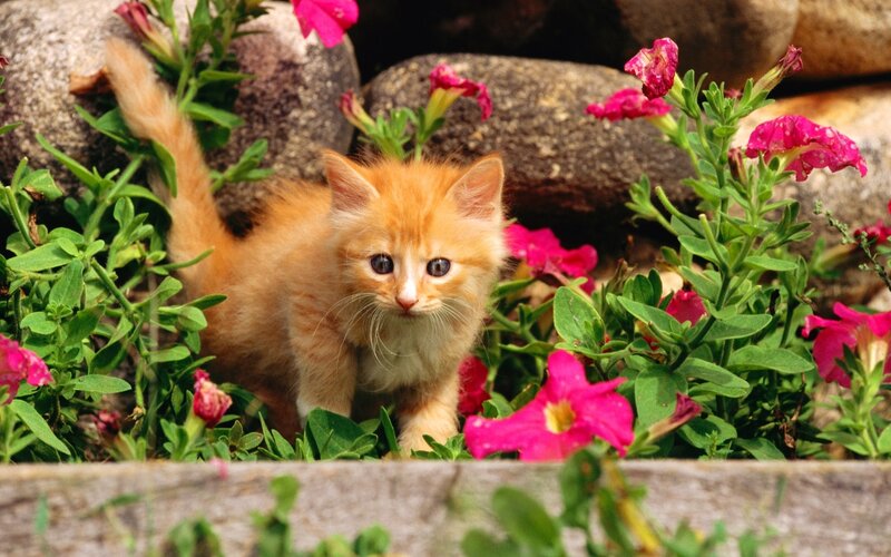 kitten among pink flowers