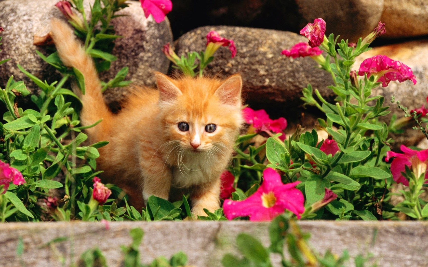 kitten among pink flowers
