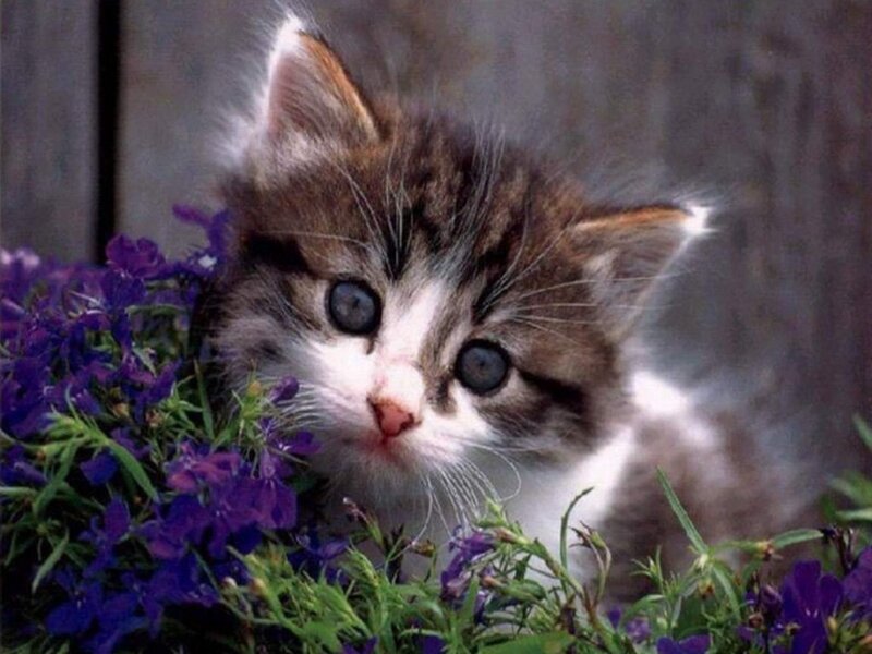 Kitten Among Purple Flowers — Calm