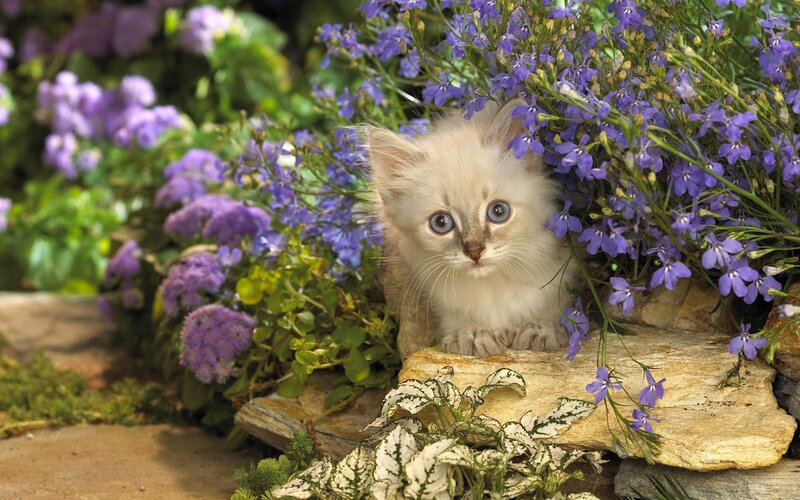 Kitten Among Purple Flowers — Serene