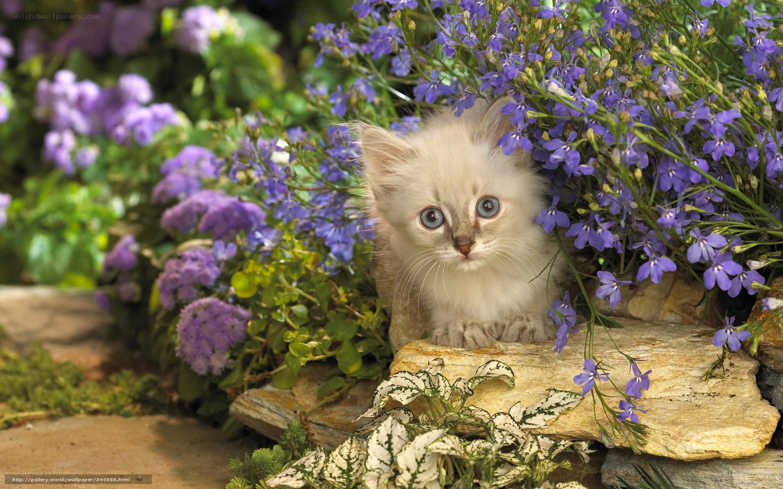 kitten among purple flowers