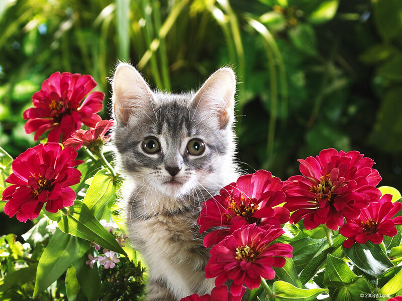 kitten among red flowers