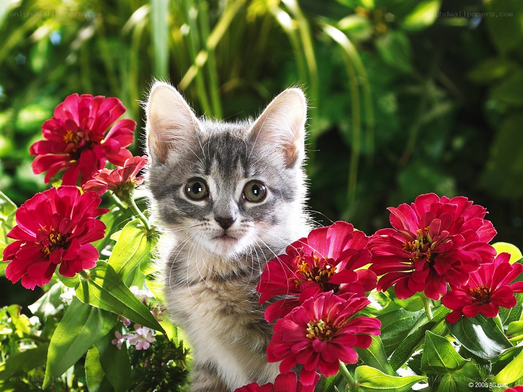 kitten among red flowers