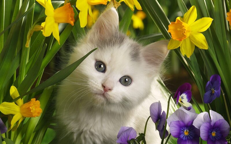 kitten among spring flowers