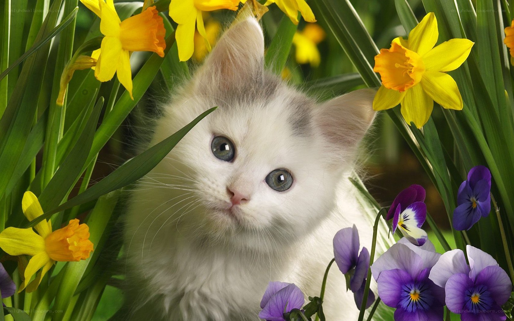 kitten among spring flowers