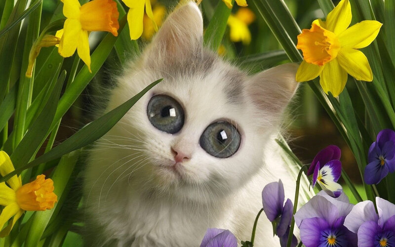 kitten among spring flowers