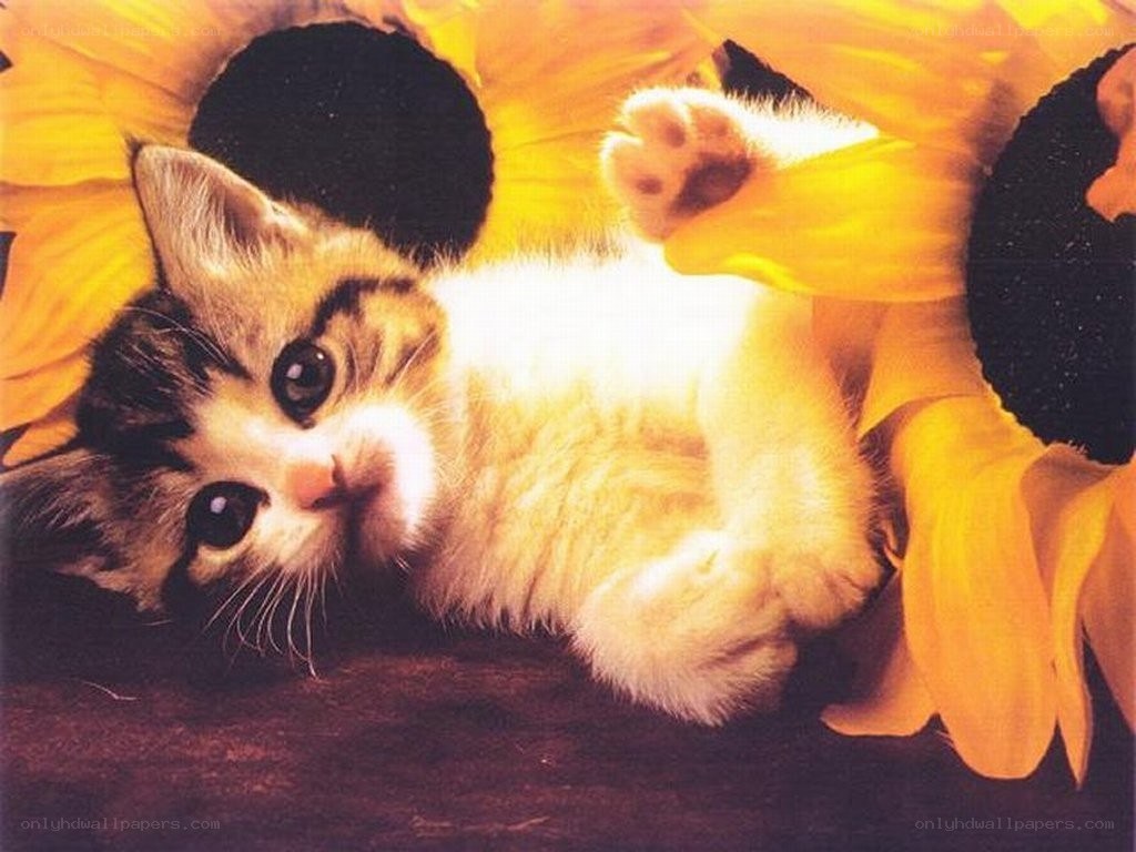 kitten among sunflowers