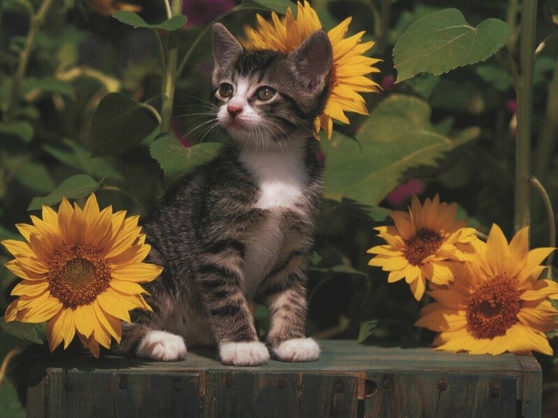 kitten among sunflowers