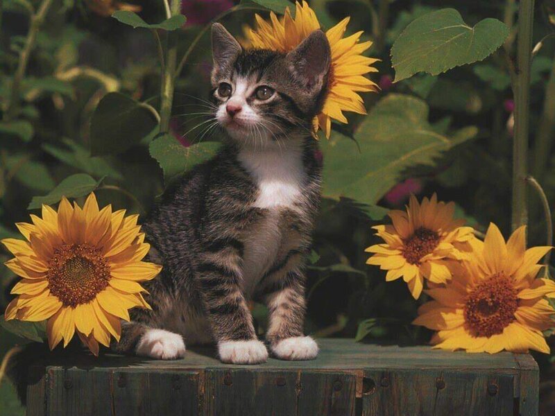 Kitten Among Sunflowers — Yellow, Calm, Summer