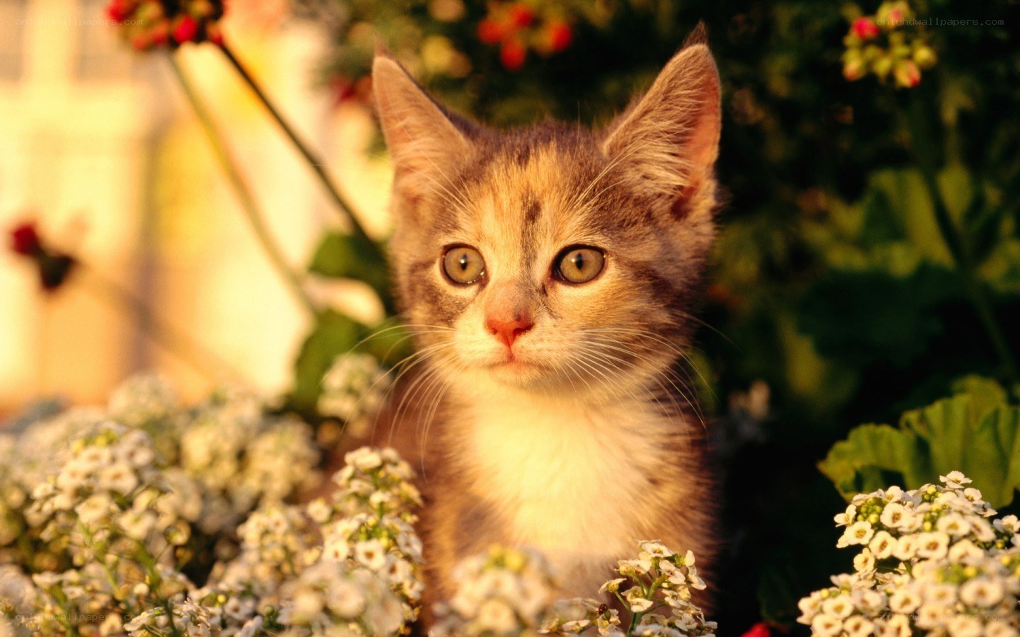 kitten among white flowers