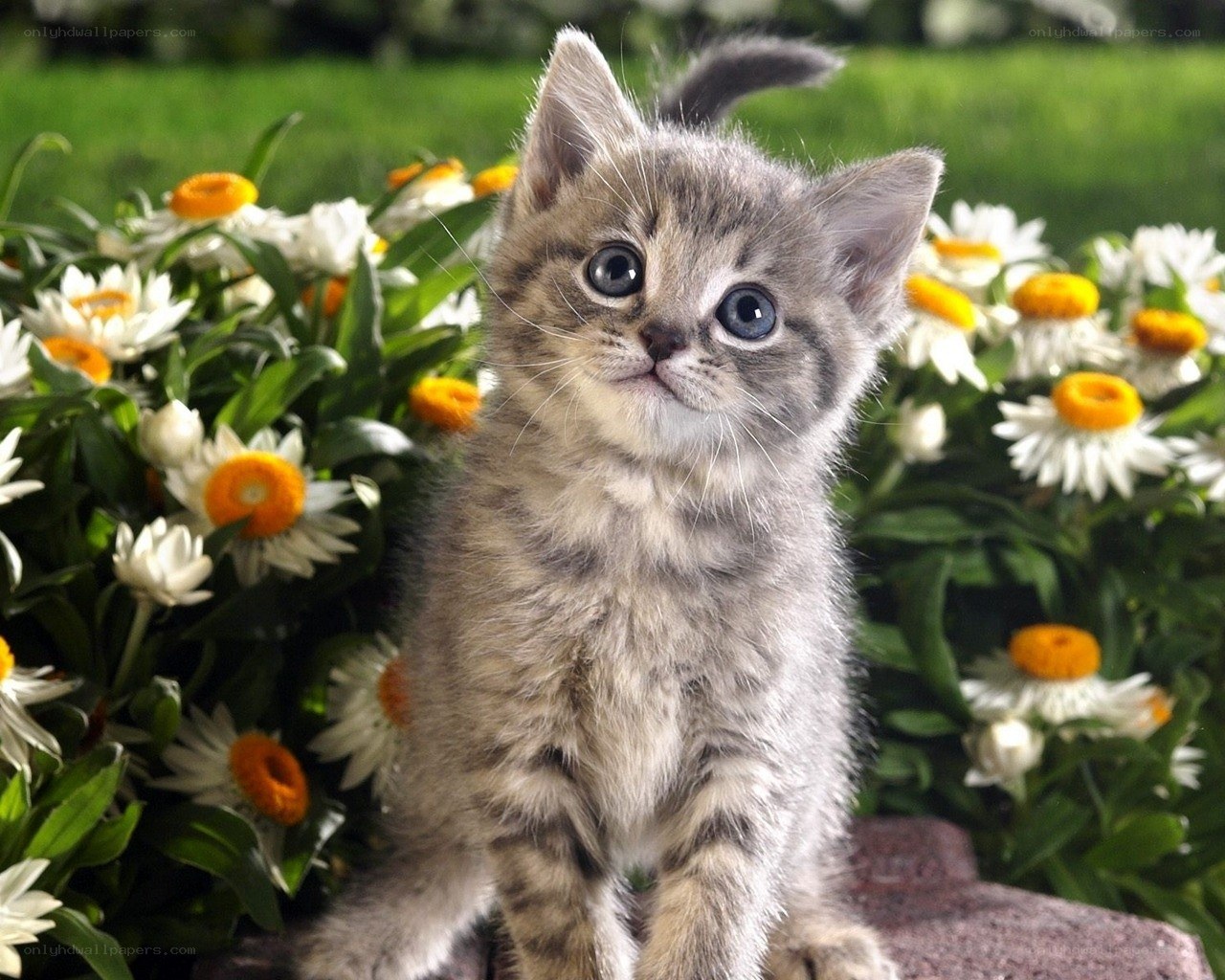 kitten among white flowers