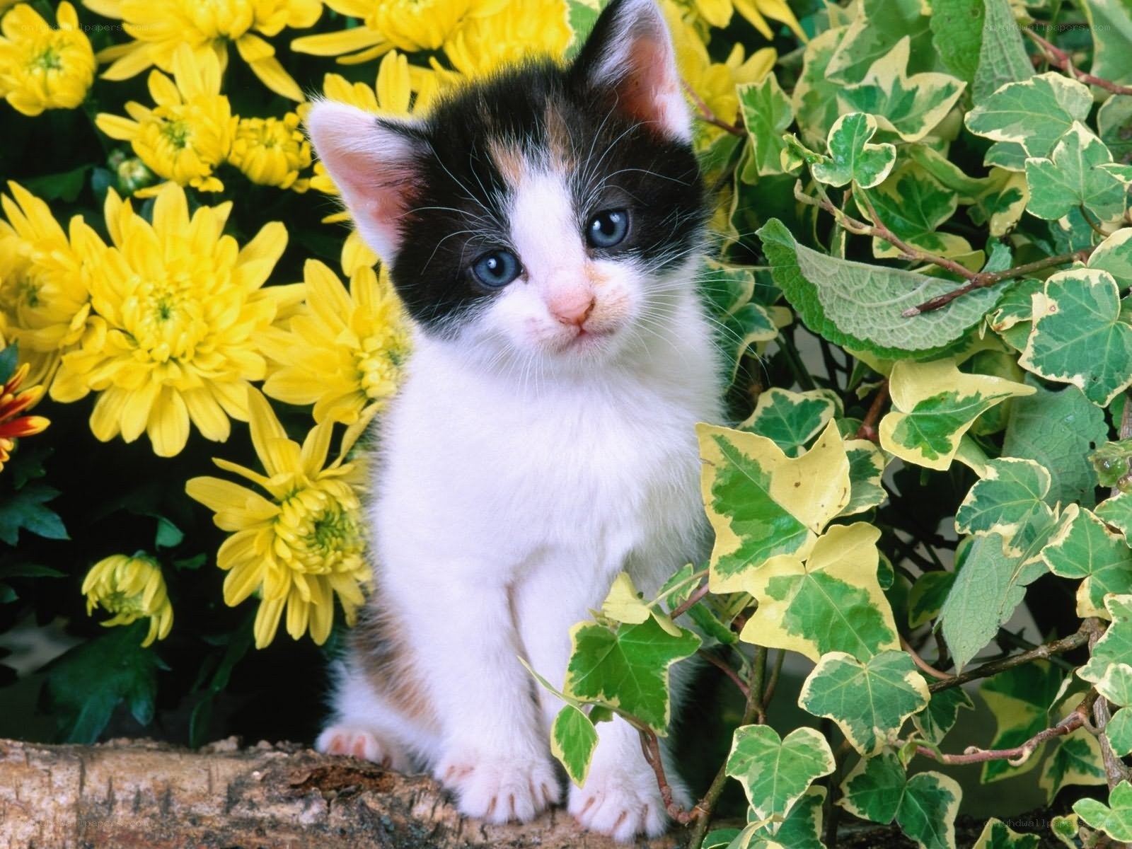 kitten among yellow flowers
