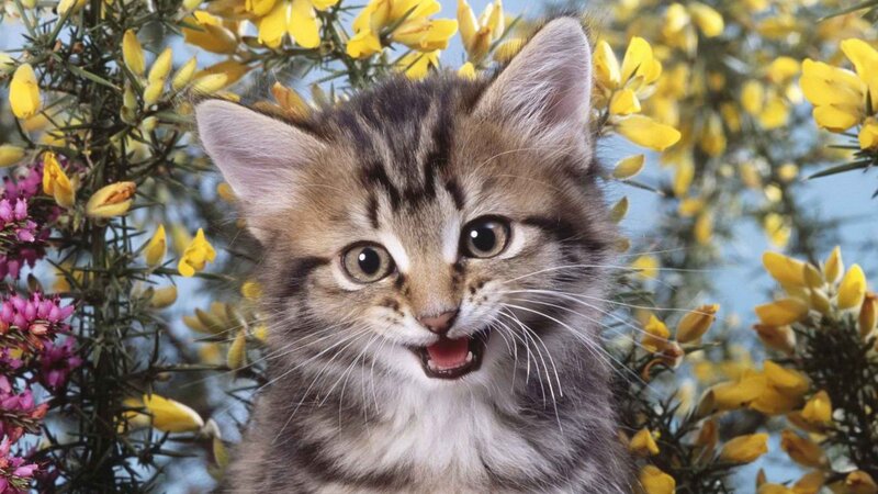 kitten among yellow flowers