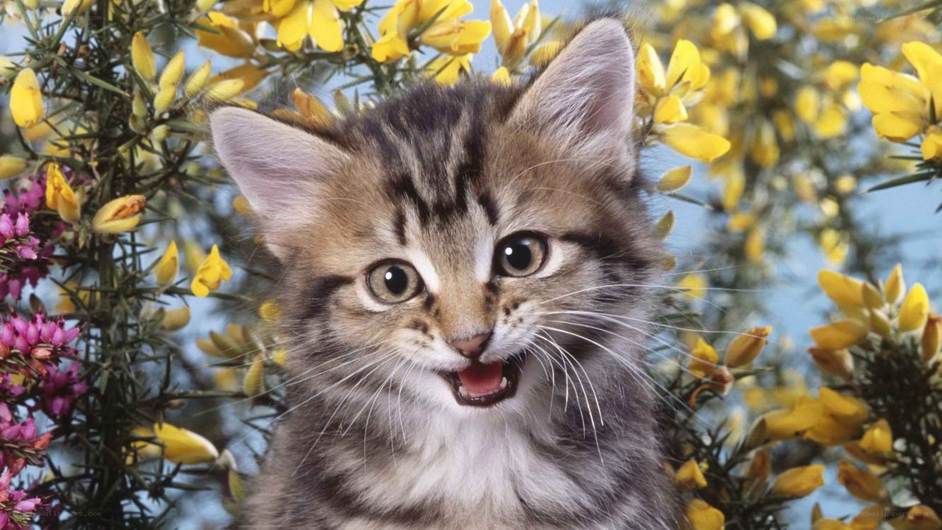 kitten among yellow flowers