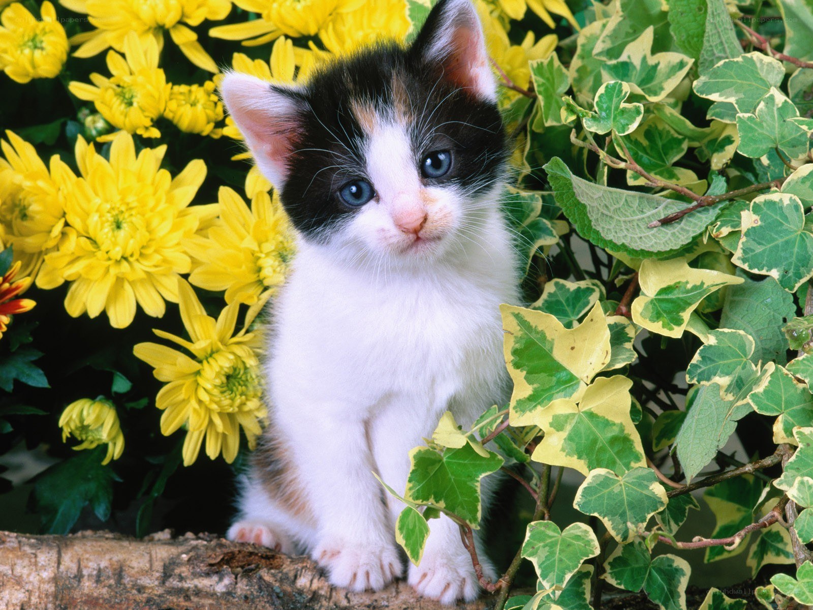 kitten among yellow flowers