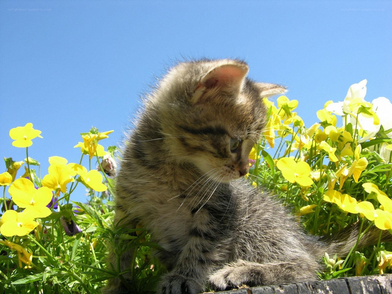 kitten among yellow flowers