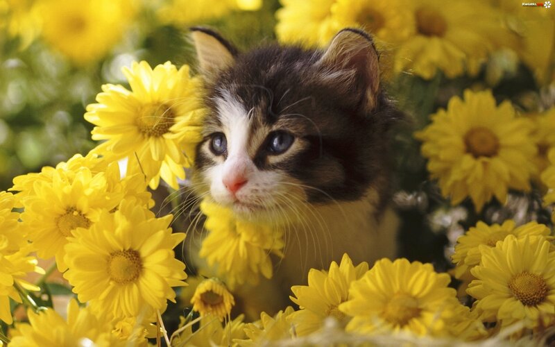 Kitten Among Yellow Flowers — Calm, Afternoon