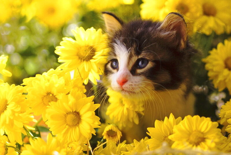 Kitten Among Yellow Flowers — Calm