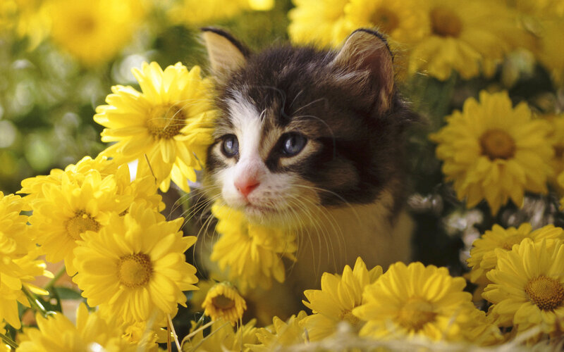 Kitten Among Yellow Flowers — Serene, Afternoon
