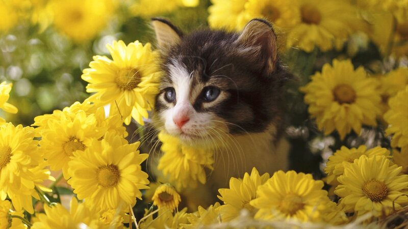 Kitten Among Yellow Flowers — Serene