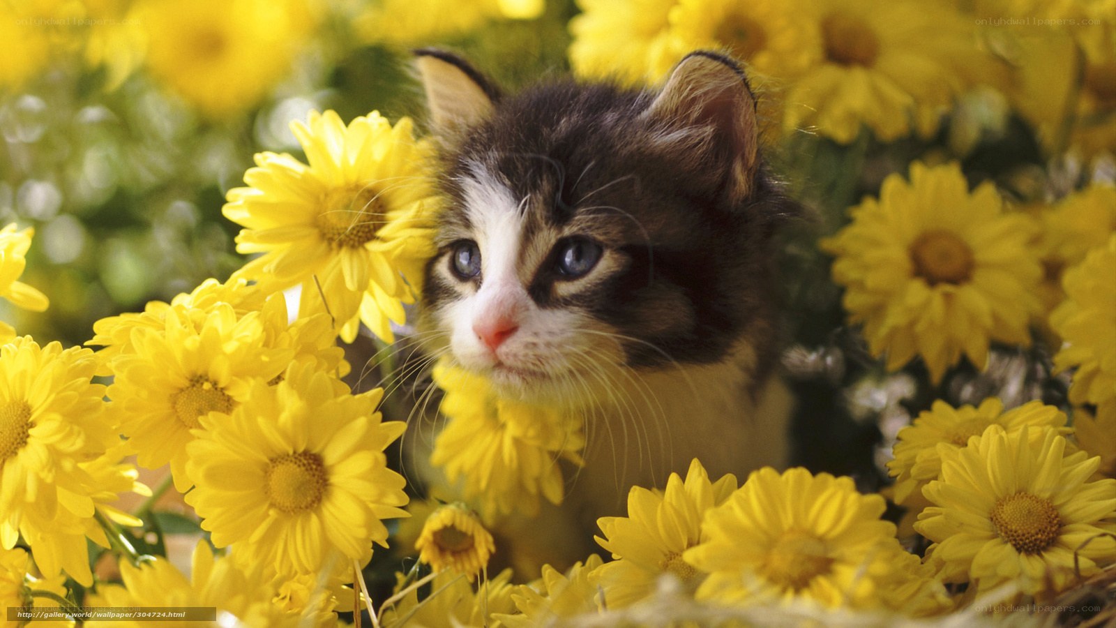 kitten among yellow flowers