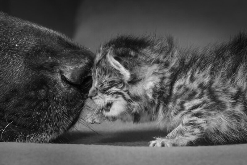 Kitten and Adult Cat — Black