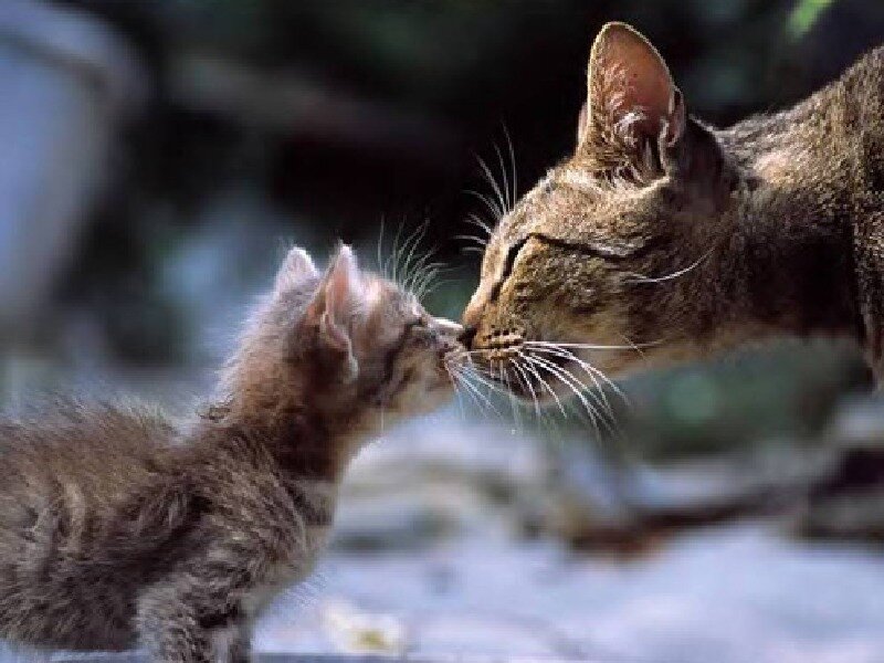 Kitten and Adult Cat