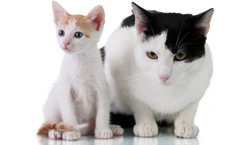 kitten and adult cat together