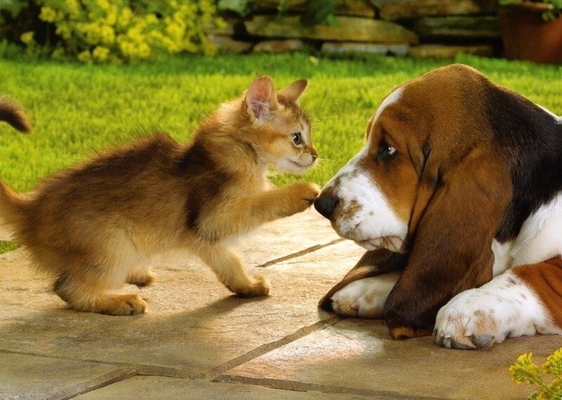 Kitten and Basset Hound — Brown