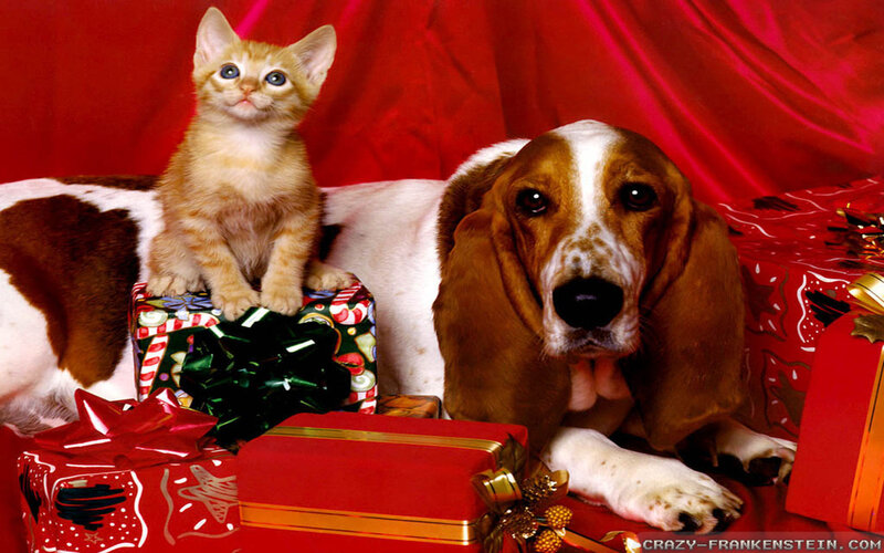 Kitten and Basset Hound — Red