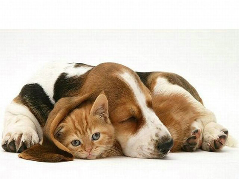 Kitten and Basset Hound