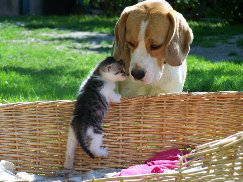 Kitten and Beagle Puppy — Green, Calm