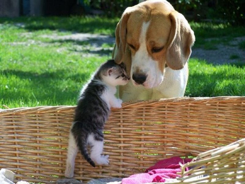 Kitten and Beagle Puppy — Green