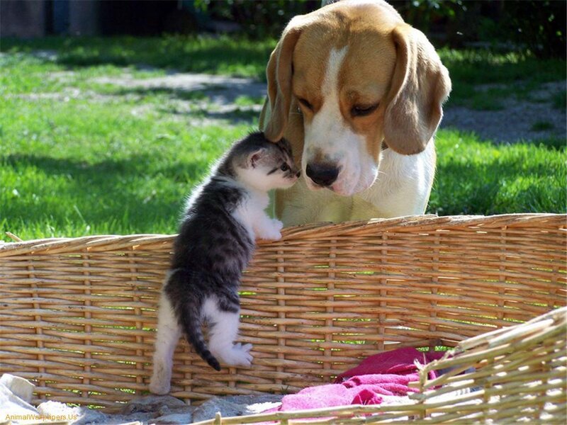 Kitten and Beagle Puppy
