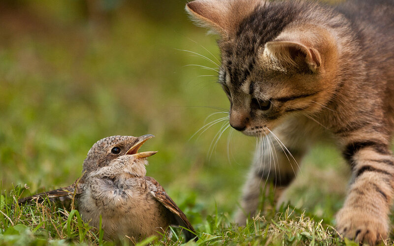 Kitten and Bird on Grass — Green, Tense, Afternoon