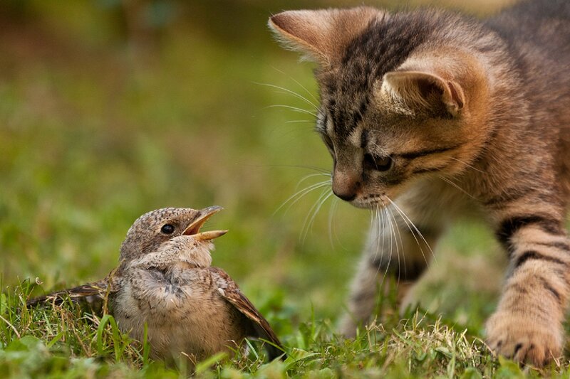Kitten and Bird on Grass — Green, Tense