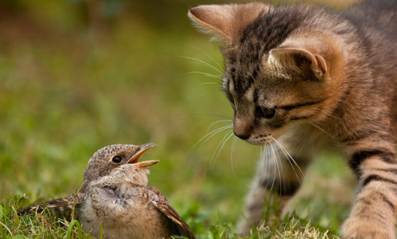 Kitten and Bird on Grass — Green