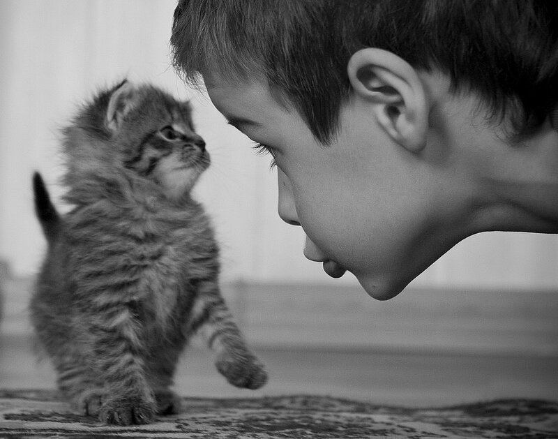 Kitten and Boy