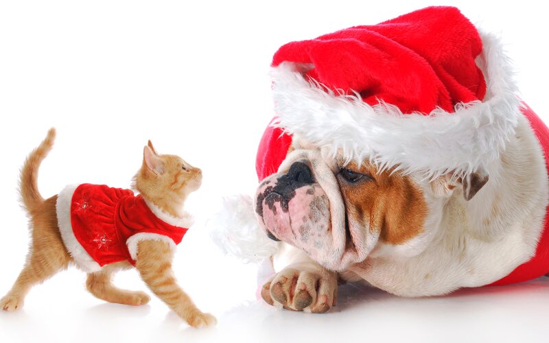 Kitten and Bulldog in Costumes
